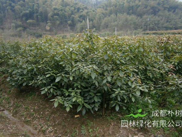 金丝楠名木历史，金丝楠的植物文化