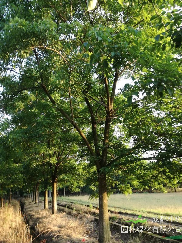 怎样种植重阳木？