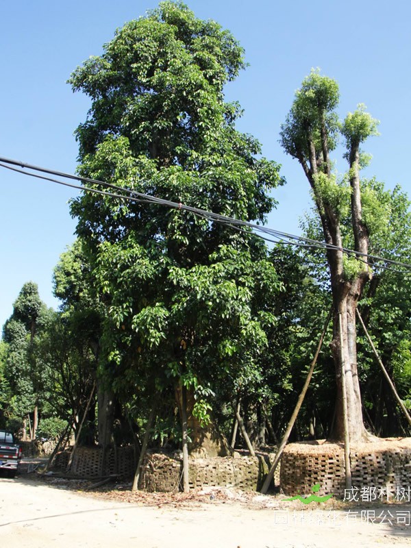 重阳木有哪些作用？