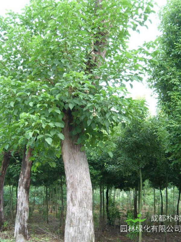 重阳木的形态特征有哪些?