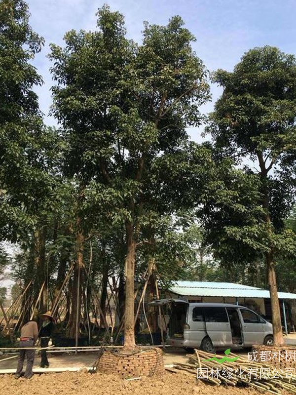 重阳木有做家具的价值吗?