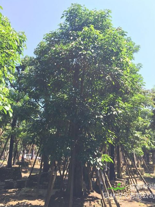 重阳木有哪些观赏价值？