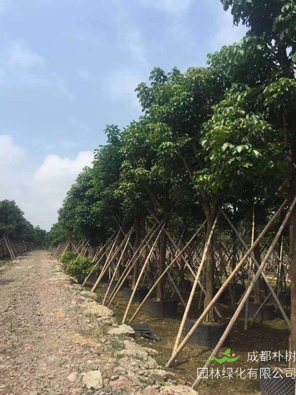 重阳木和重阳节有关系吗？