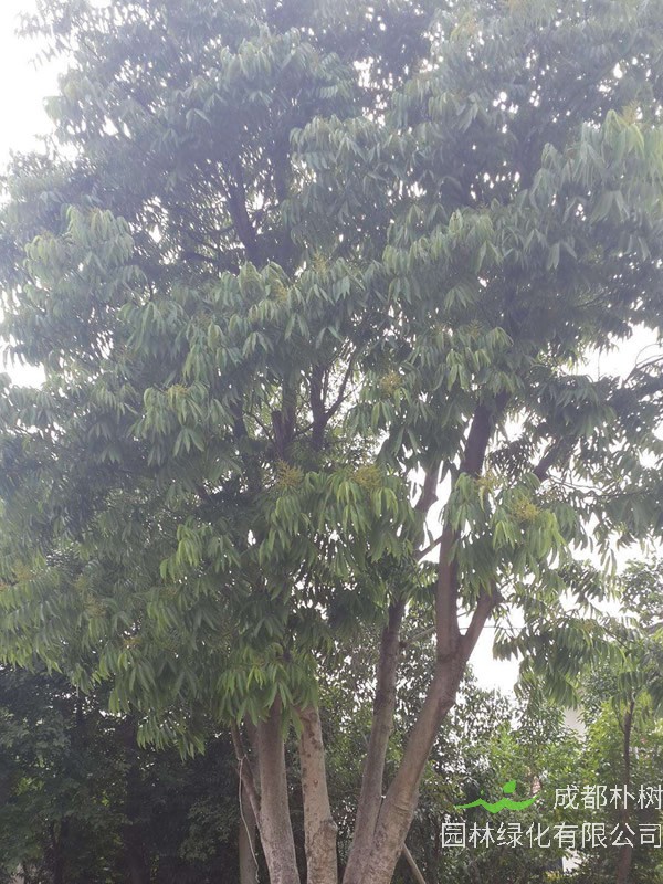 重阳木的最佳栽种时间是什么时候?