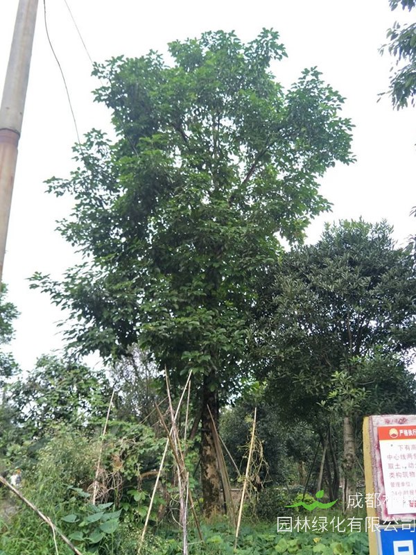 重阳木盆景怎么养？