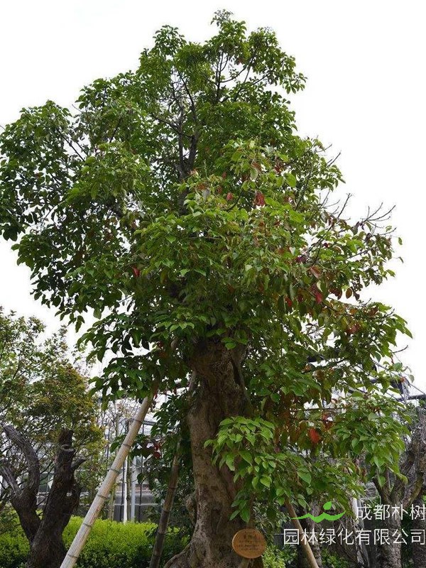 重阳木树干干裂是怎么回事呢？