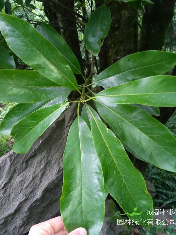 金丝楠产地生境，哪儿有金丝楠的种植基地？