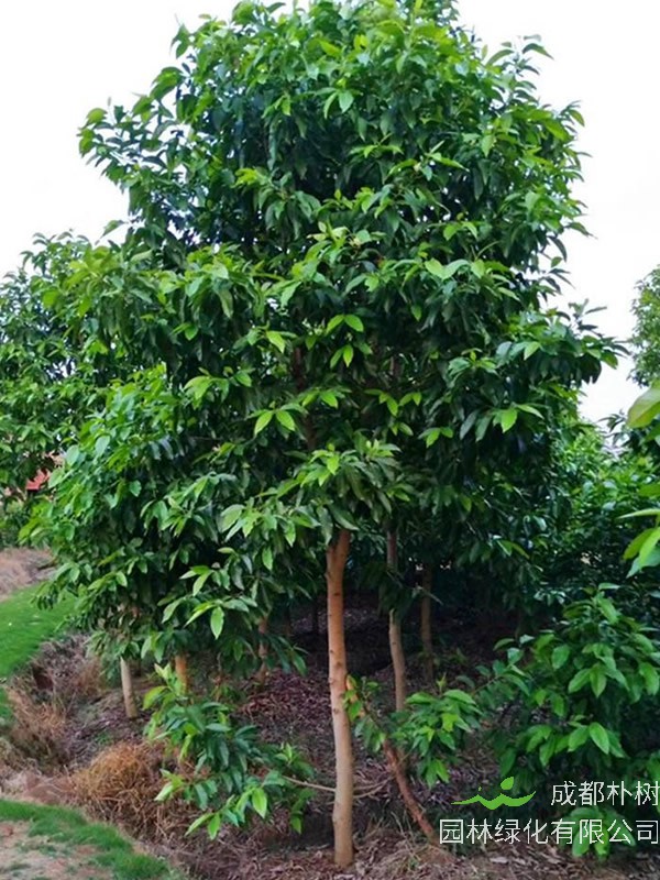 黄角兰价格-图片-形态特征-生长习性-分布范围-主要经济价值