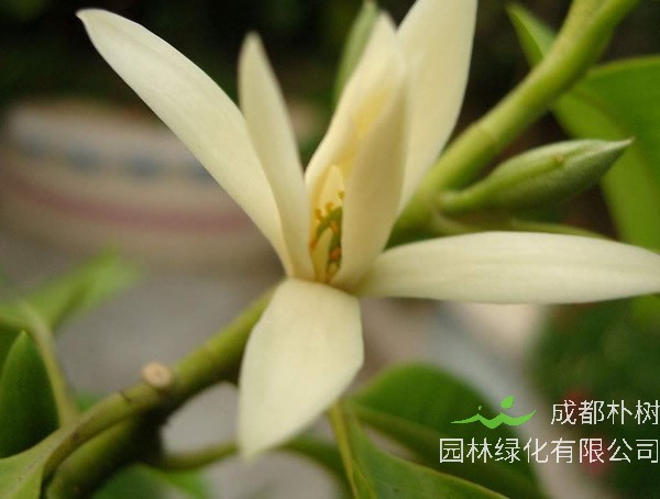 黄角兰最适合什么肥料？