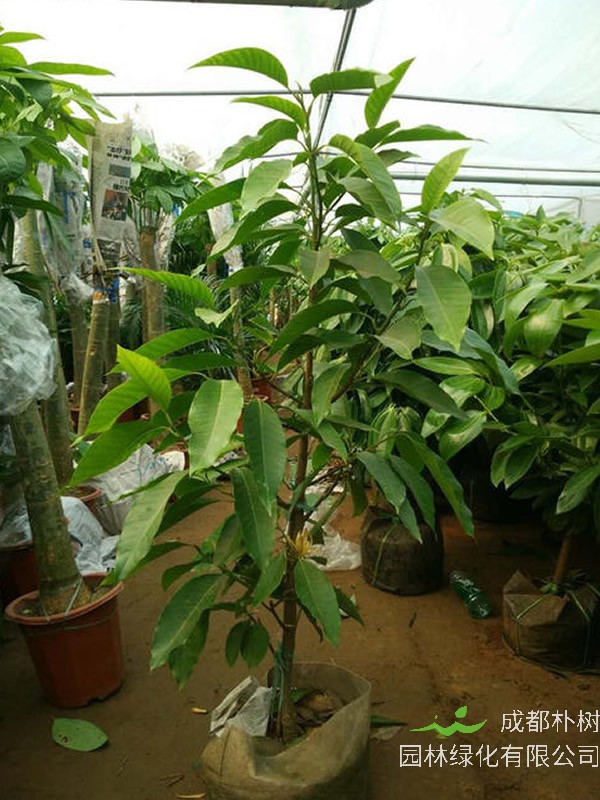 黄角兰的叶子为什么会发黄？