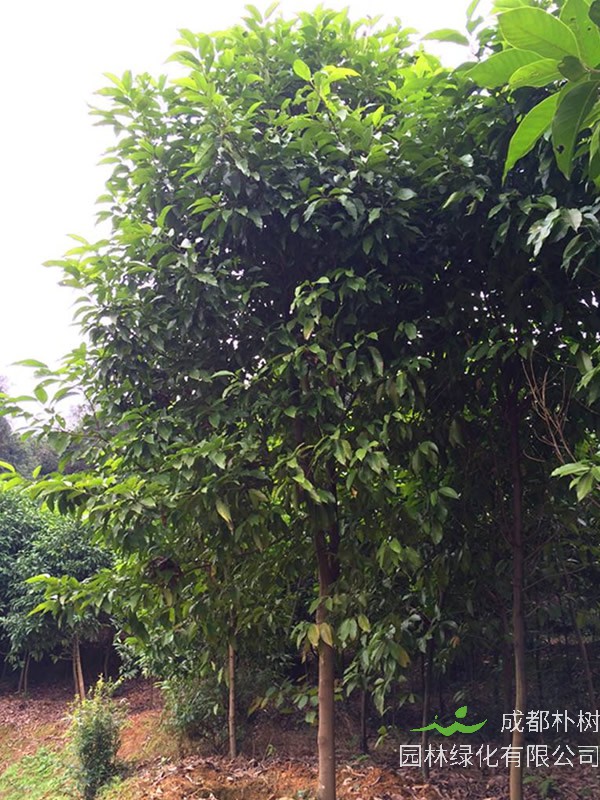 怎样修剪黄角兰？