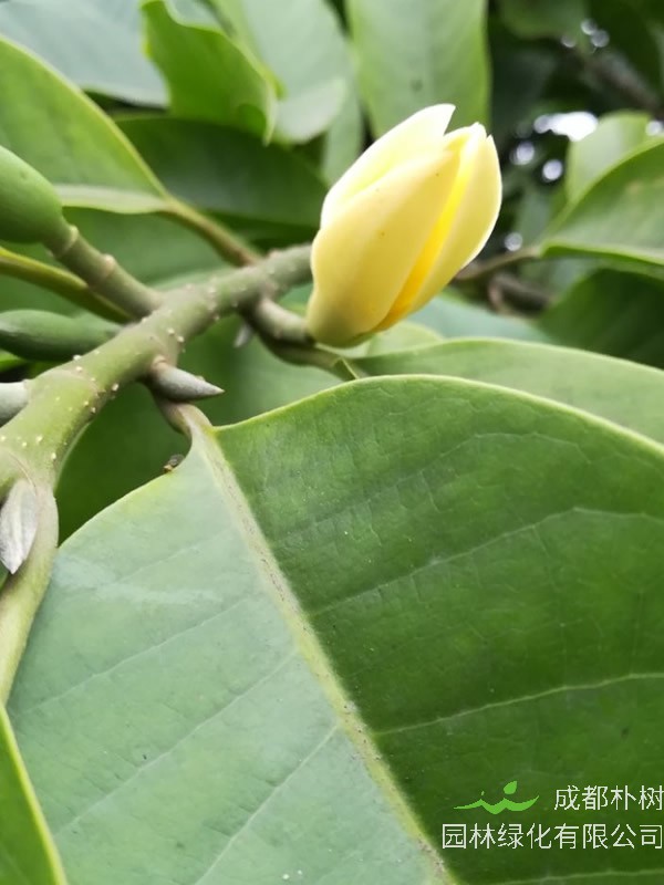 黄角兰的养殖方法和注意事项有哪些？