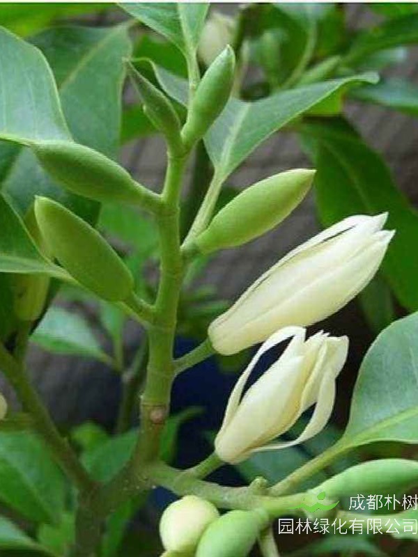 黄角兰花有些什么功用？