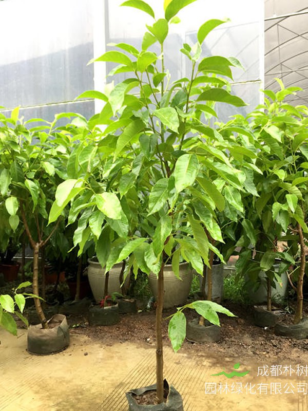 黄角兰什么时间开花？