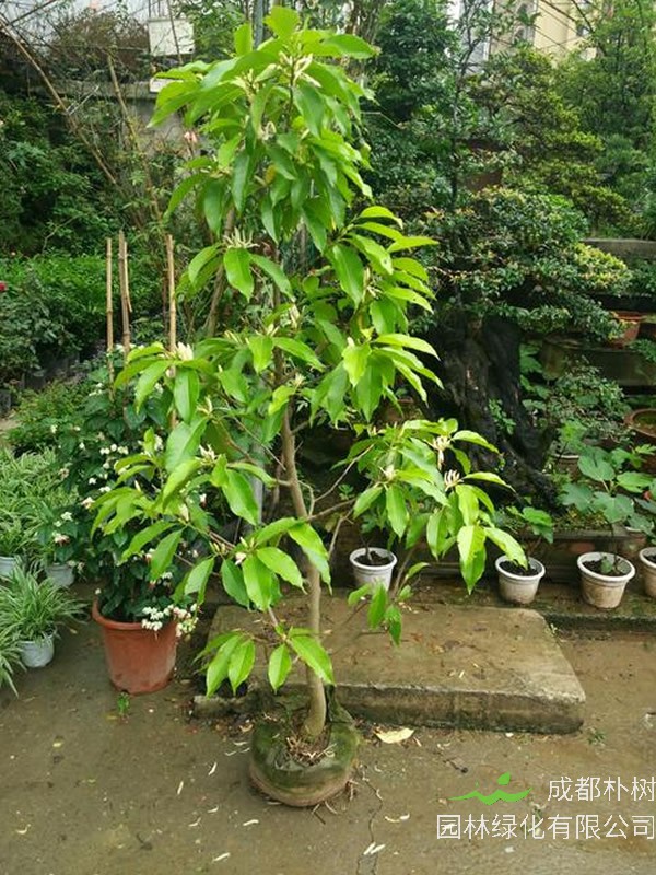 黄角兰的花语是什么？