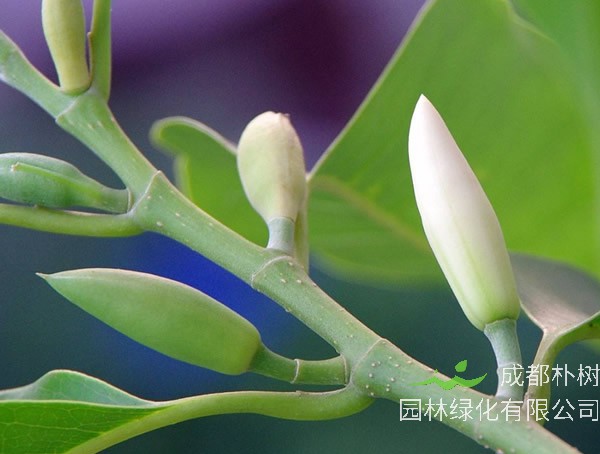 黄角兰适不适合当室内植物？