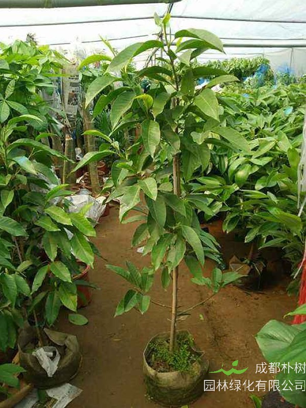 黄角兰树枝的扦插技术有哪些？