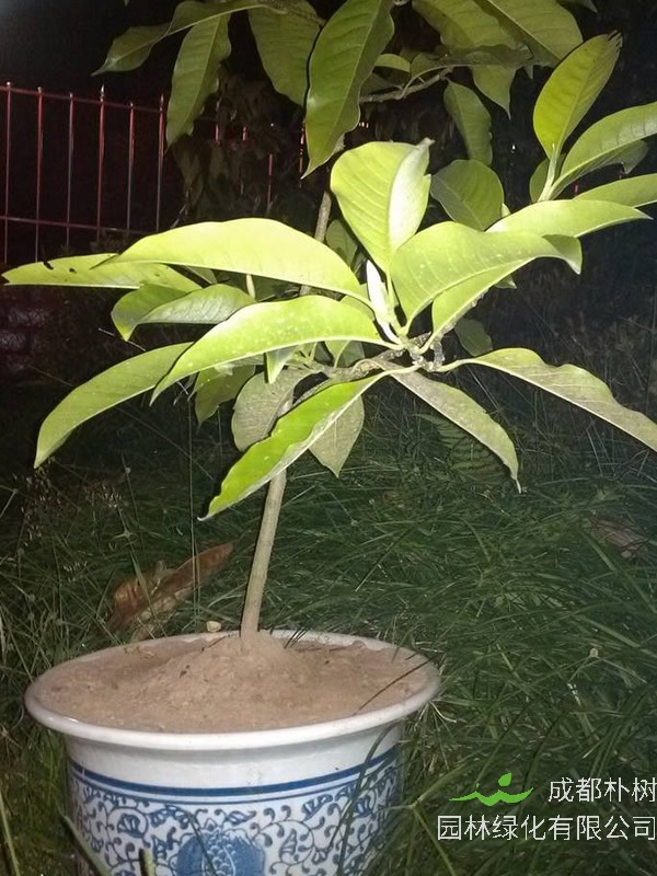 黄角兰掉叶子是什么原因呢？