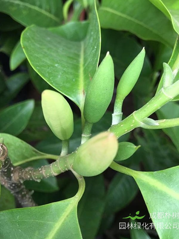 黄角兰不开花怎么办？