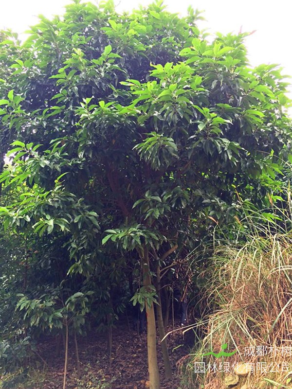 黄角兰能泡水喝吗？