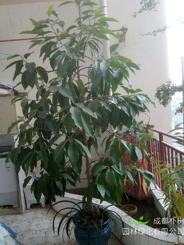 黄角兰的叶子为何变黑？