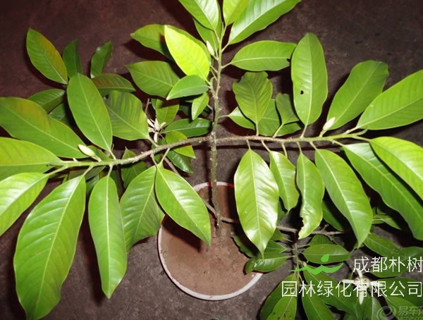 黄角兰要死了怎么解决?