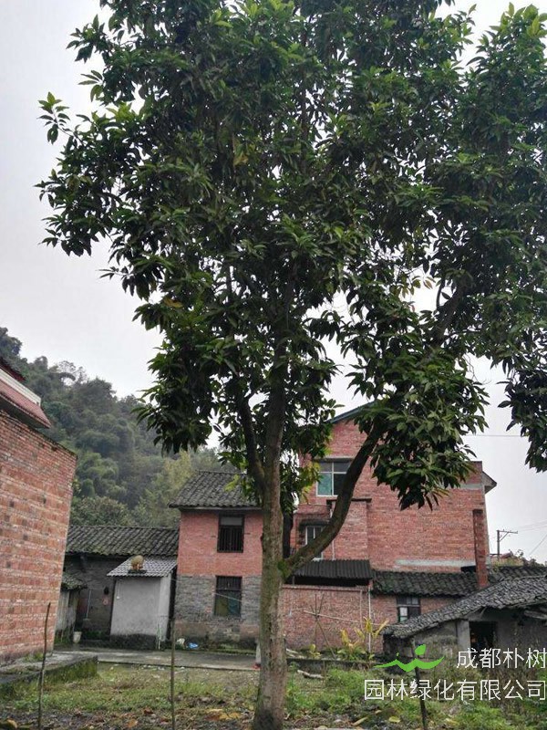 黄角兰能四季开花吗？