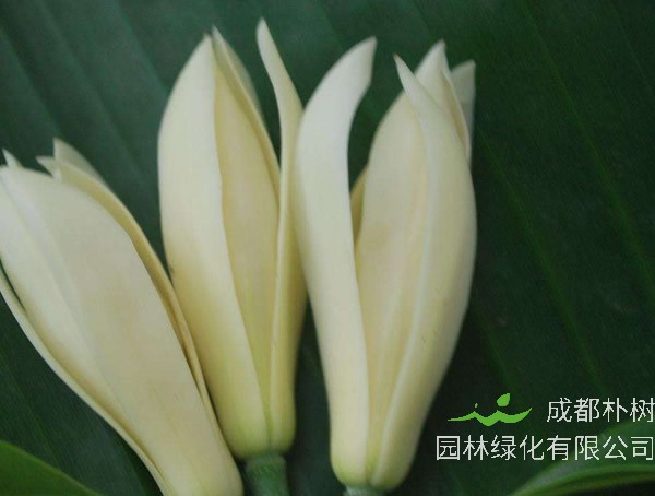 黄角兰价格-图片-形态特征-生长习性-分布范围-主要经济价值