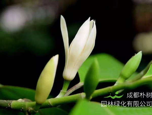 黄角兰价格-图片-形态特征-生长习性-分布范围-主要经济价值