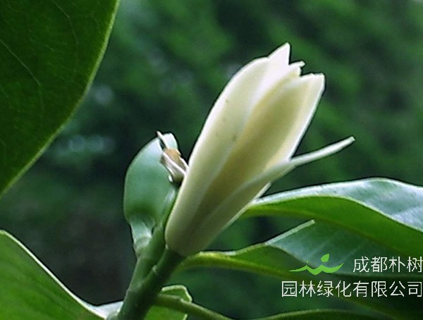 黄角兰价格-图片-形态特征-生长习性-分布范围-主要经济价值