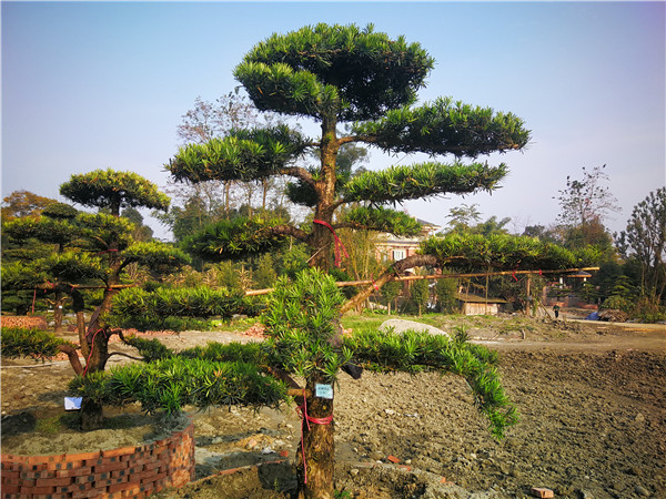 郫县罗汉松【苗圃基地直销】20公分价格28000-32000元