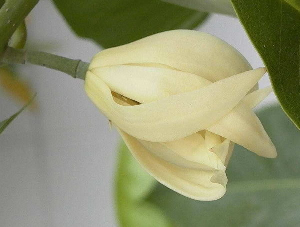 黄角兰种植条件和种植方法有哪些？