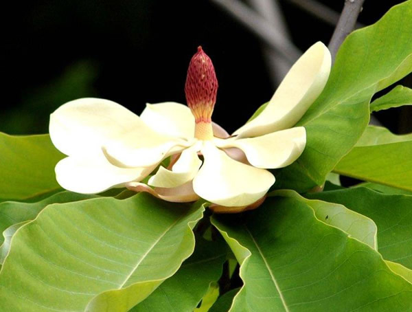 黄角兰适合养在家里吗？