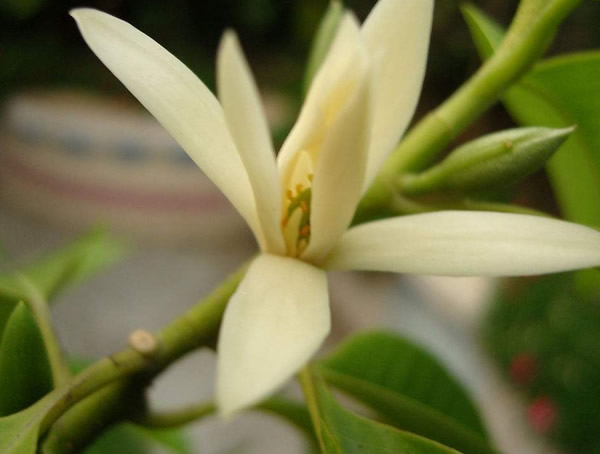 黄角兰最适合什么肥料？