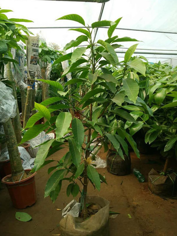 黄角兰的叶子为什么会发黄？