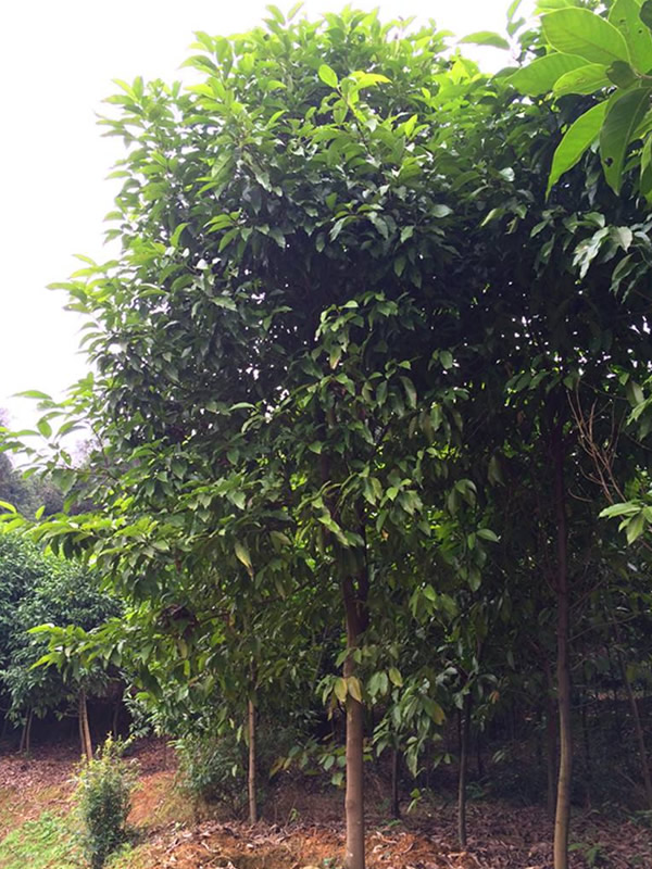 怎样修剪黄角兰？