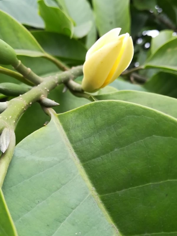 黄角兰的养殖方法和注意事项有哪些？