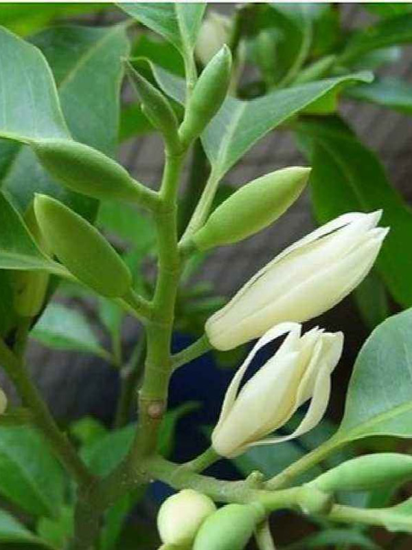 黄角兰花有些什么功用？