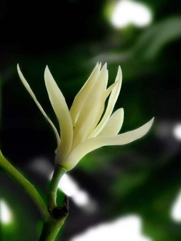 黄角兰的树枝怎样种植？