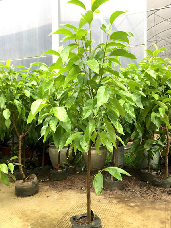 黄角兰什么时间开花？