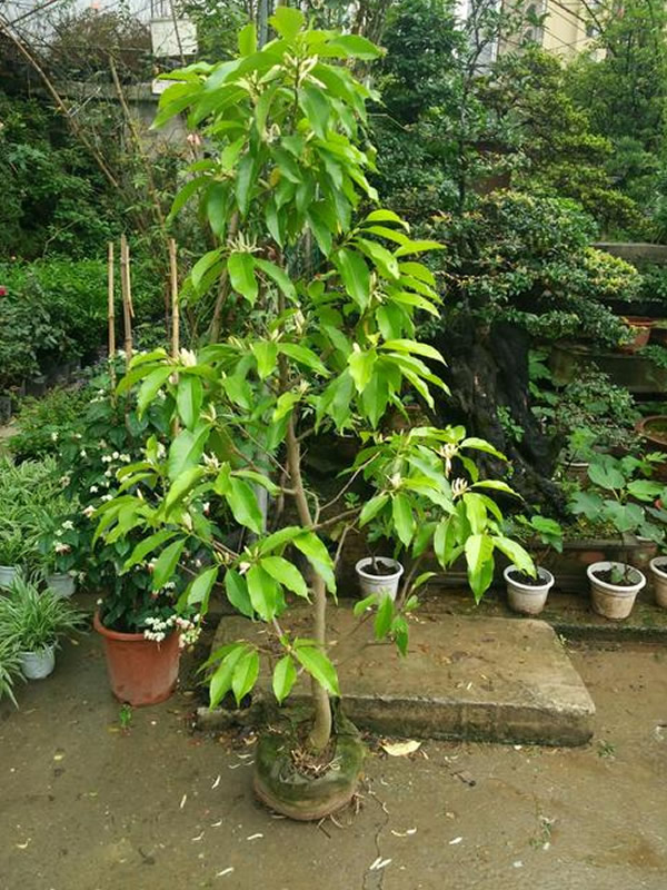 黄角兰的花语是什么？