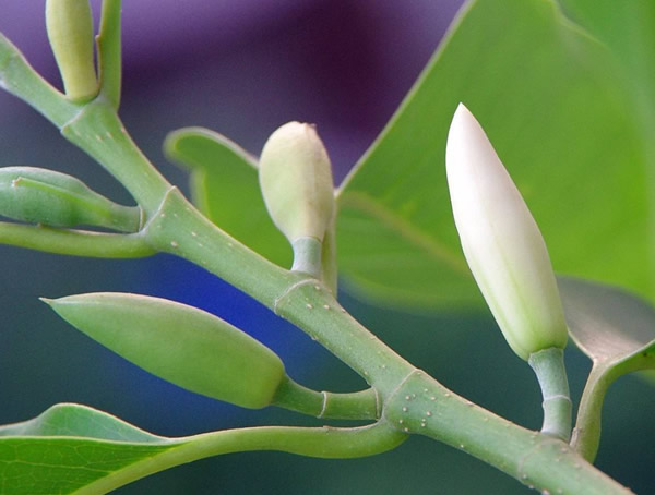 黄角兰适不适合当室内植物？