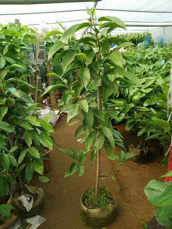 黄角兰树枝的扦插技术有哪些？