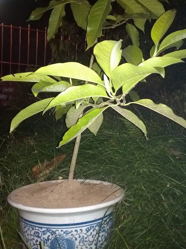 黄角兰掉叶子是什么原因呢？