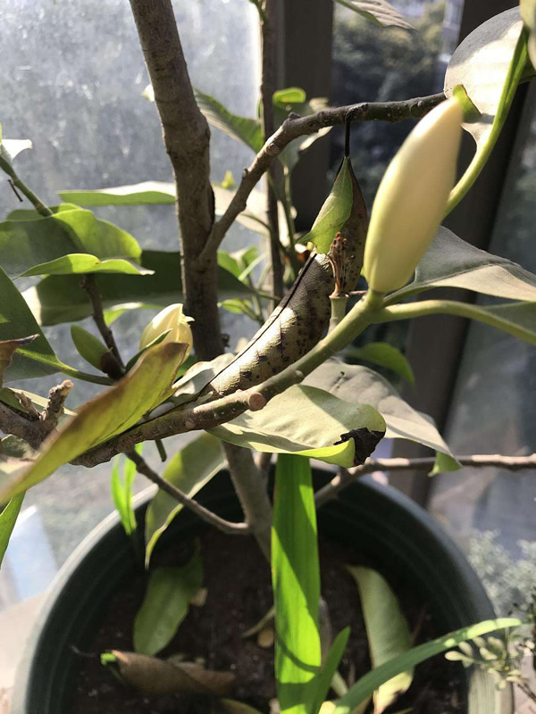 黄角兰的生长习性有哪些？