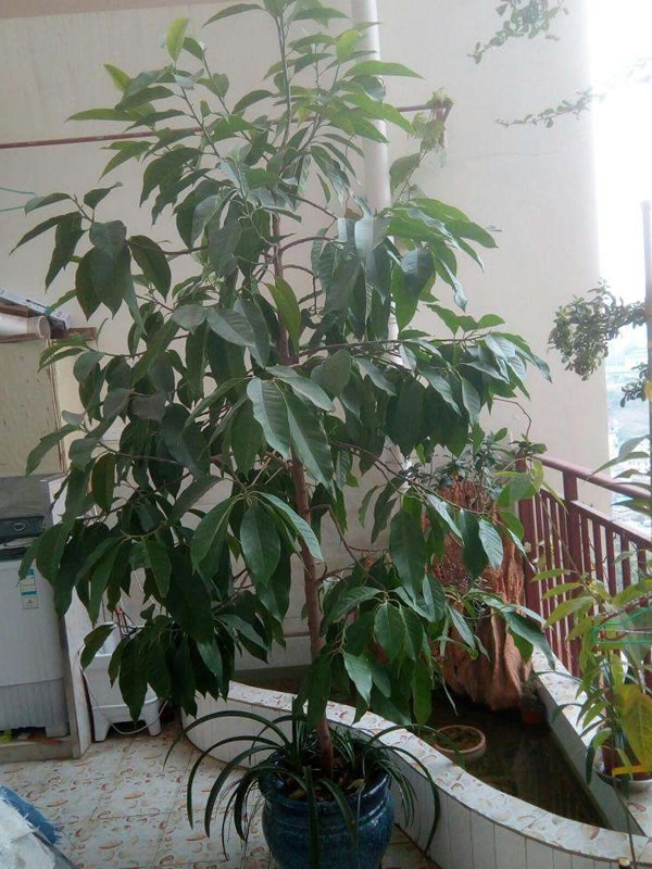 黄角兰的叶子为何变黑？