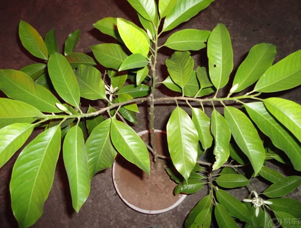 黄角兰要死了怎么解决？