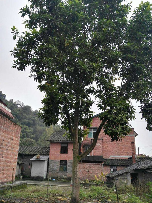 黄角兰能四季开花吗？