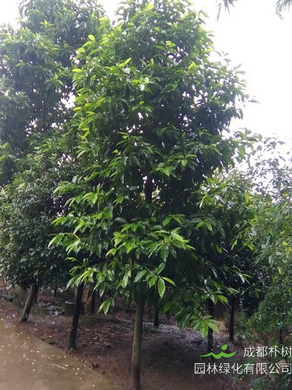 黄角兰价格-图片-形态特征-生长习性-分布范围-主要经济价值