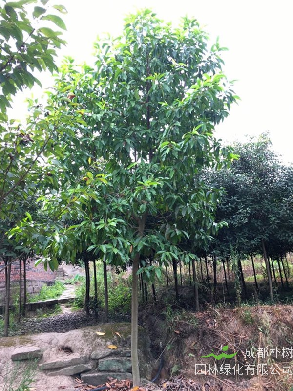 黄角兰的繁殖方法，栽培技术以及病虫防治介绍